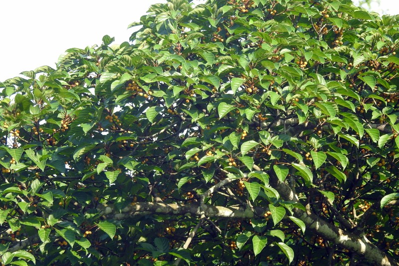 Ficus glandulifera photo 2