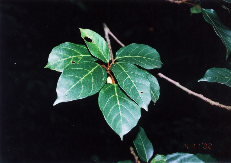 Ficus glandulifera photo 3