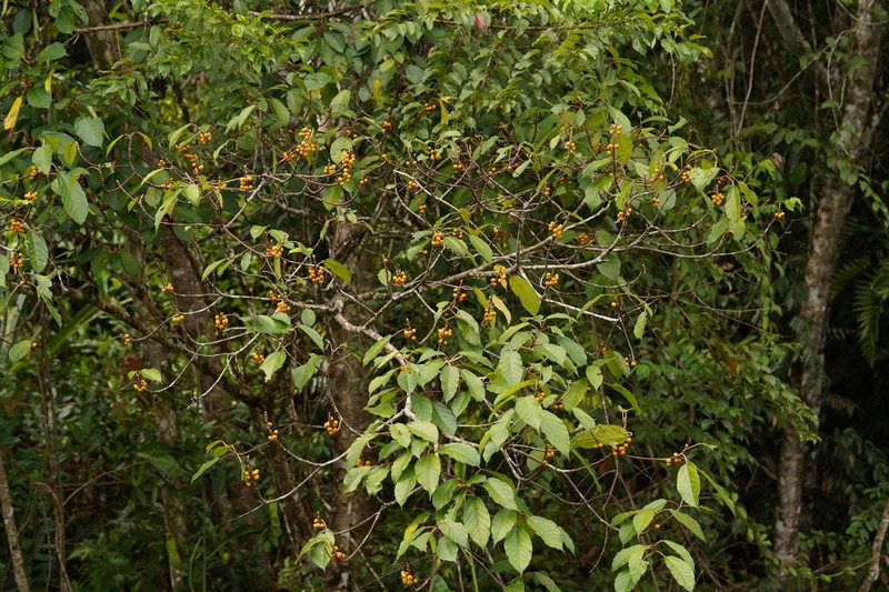 Ficus glandulifera photo 4