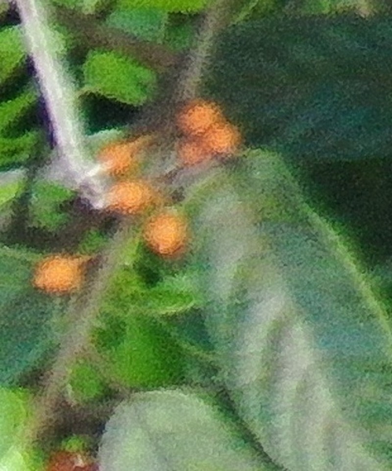 Ficus glandulifera photo 5