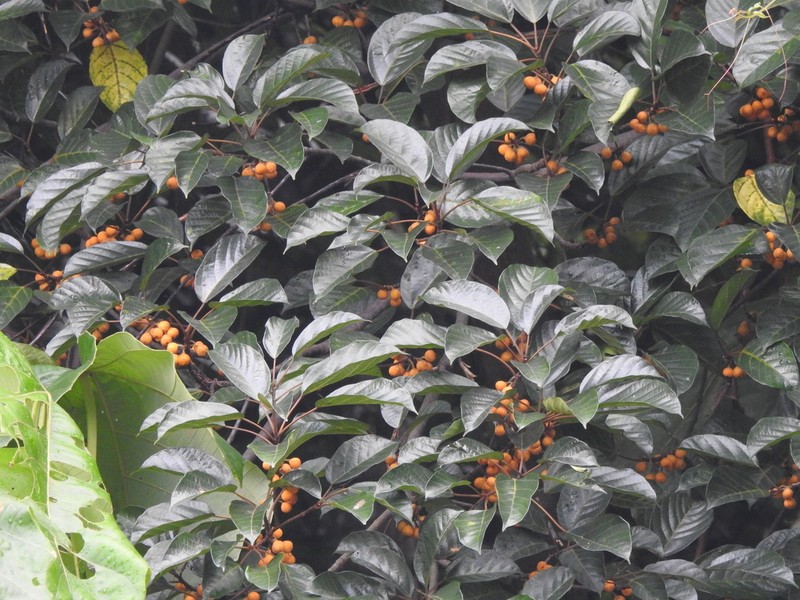 Ficus glandulifera photo 6