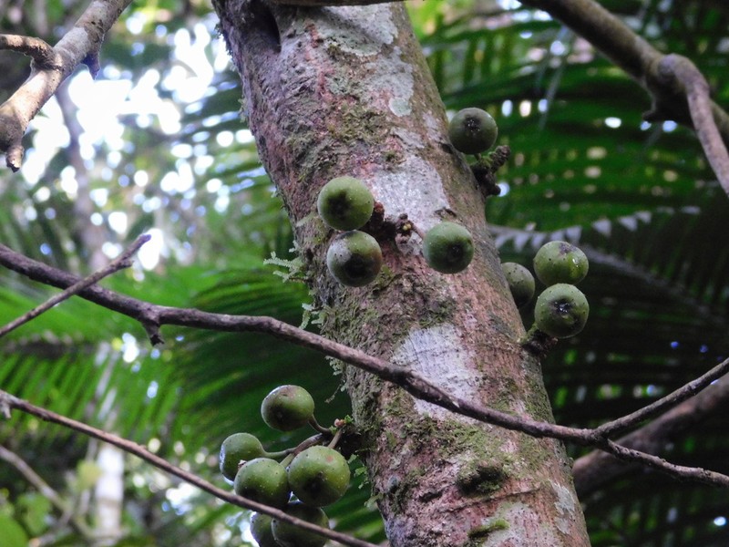 Ficus glandulifera photo 7