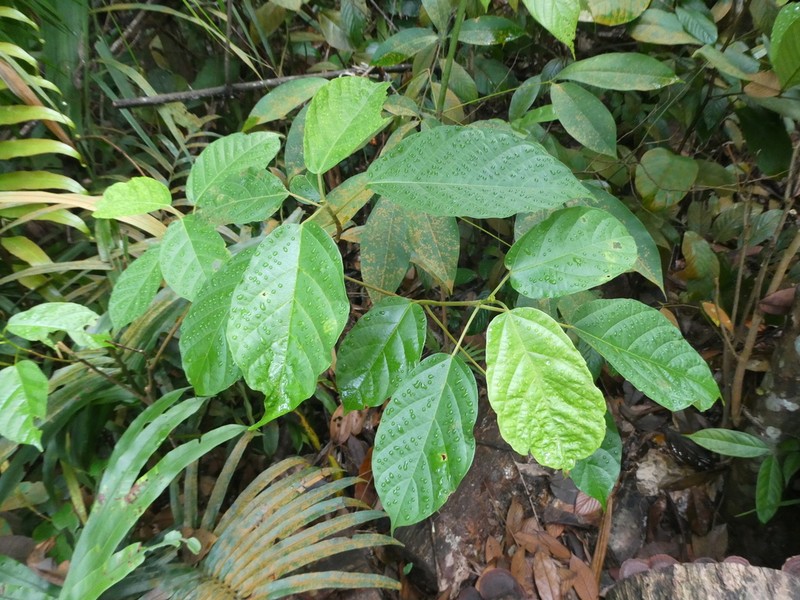 Ficus glandulifera photo 8