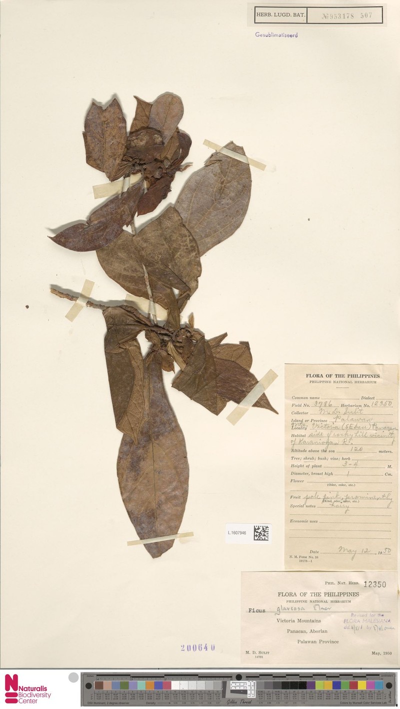 Ficus glareosa