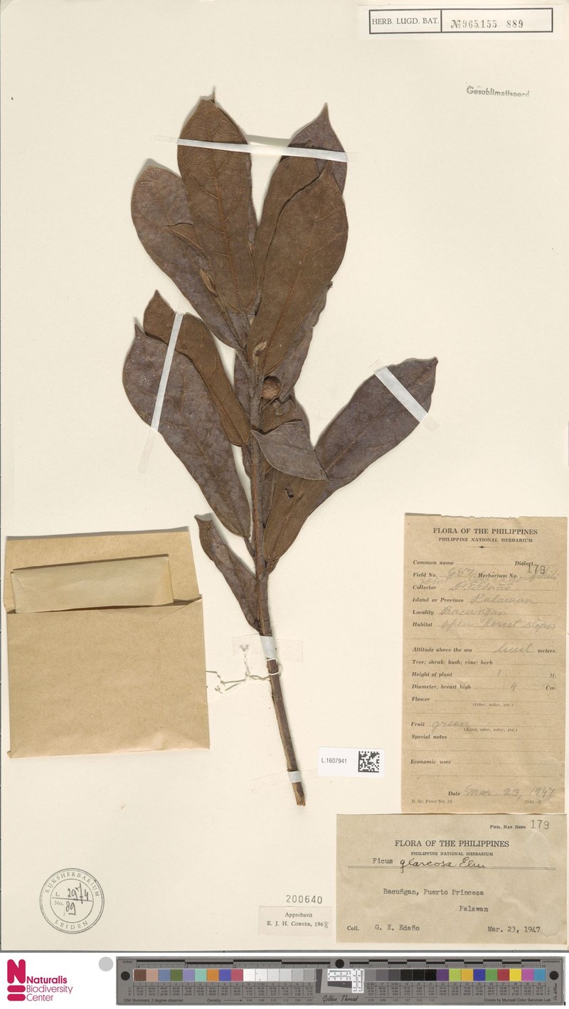 Ficus glareosa photo 2