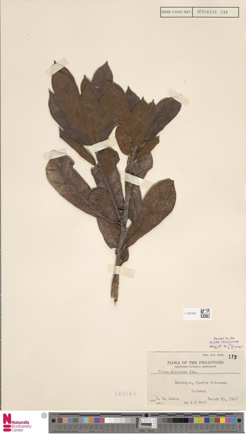 Ficus glareosa photo 3