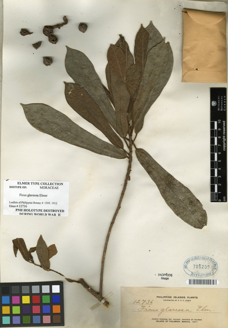 Ficus glareosa photo 4