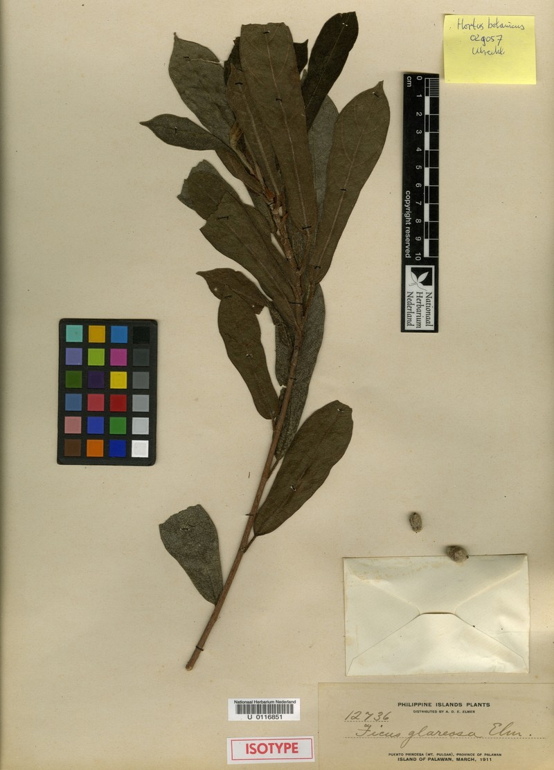 Ficus glareosa photo 5