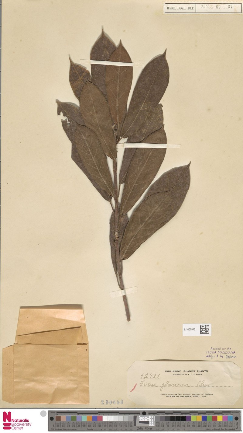 Ficus glareosa photo 6