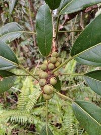 Ficus globosa