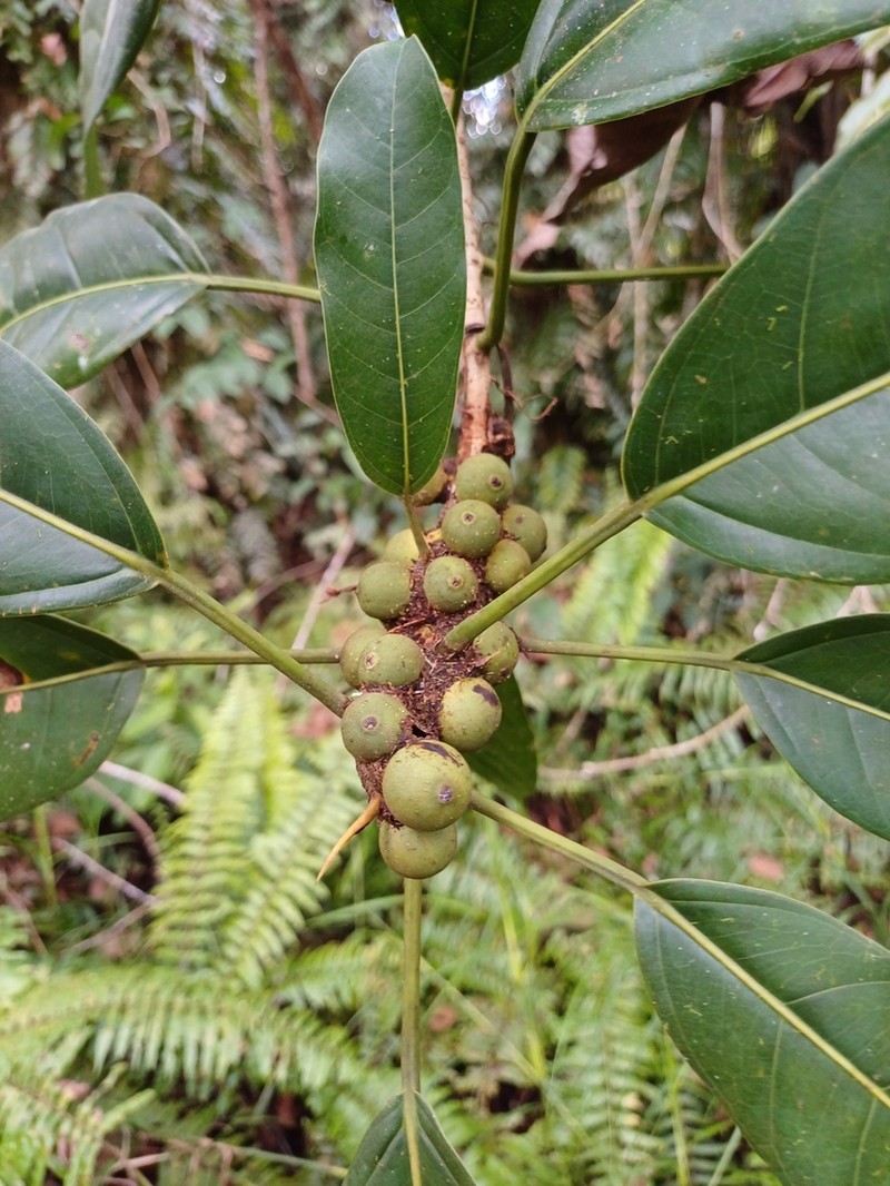 Ficus globosa