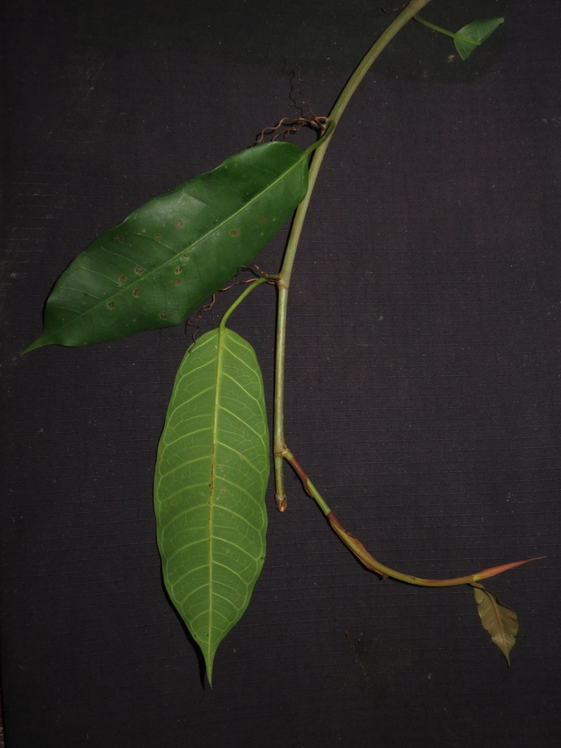Ficus globosa photo 2