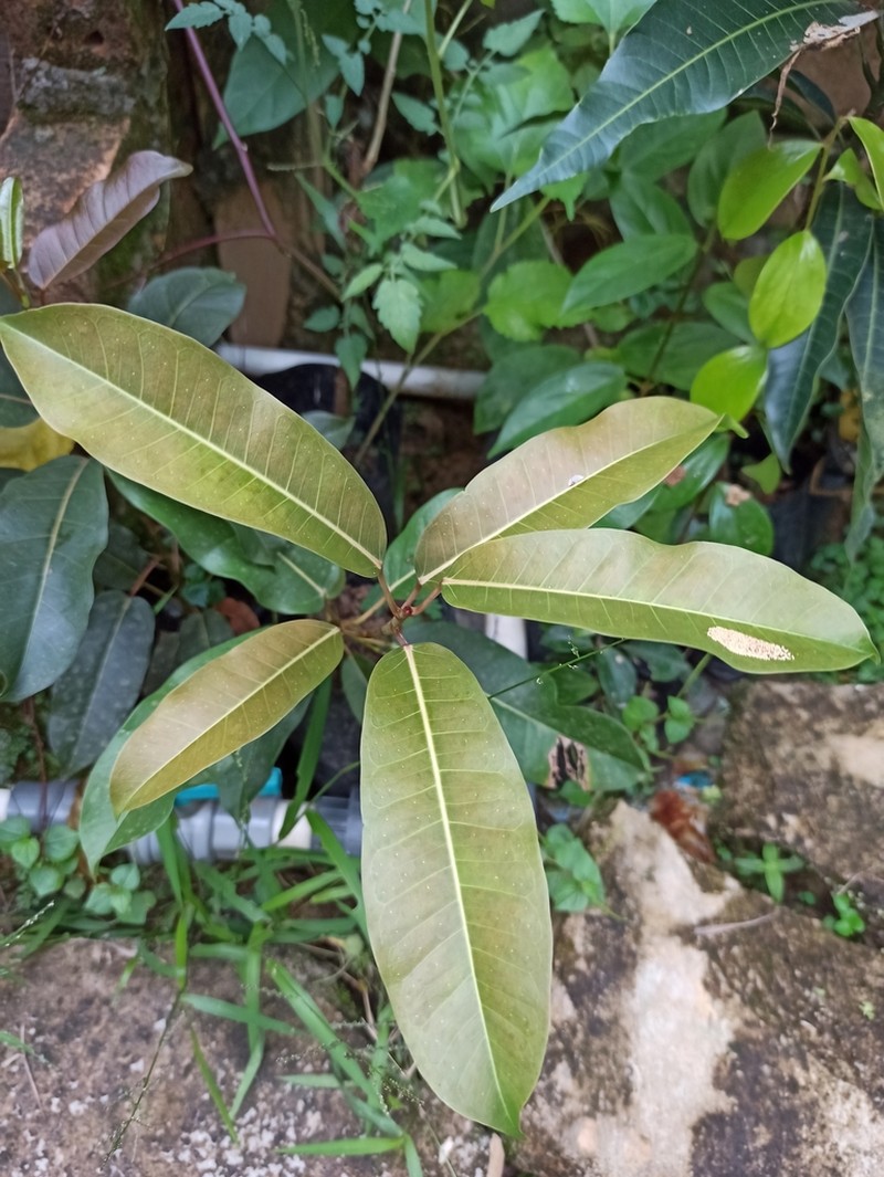 Ficus globosa photo 3