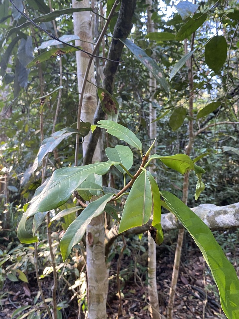 Ficus globosa photo 6