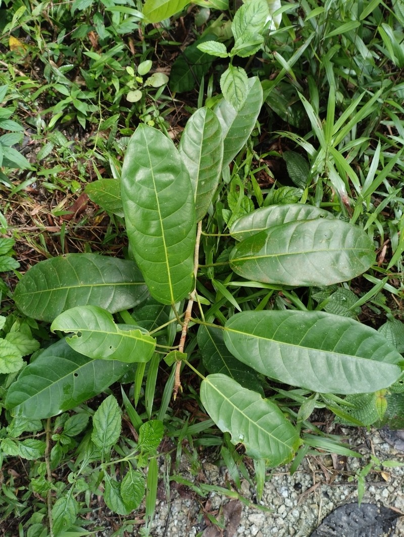 Ficus globosa photo 7