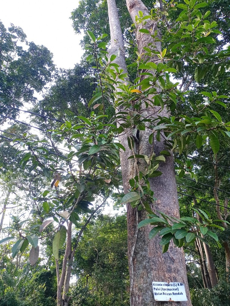 Ficus globosa photo 8