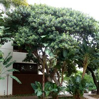 Ficus glumosa