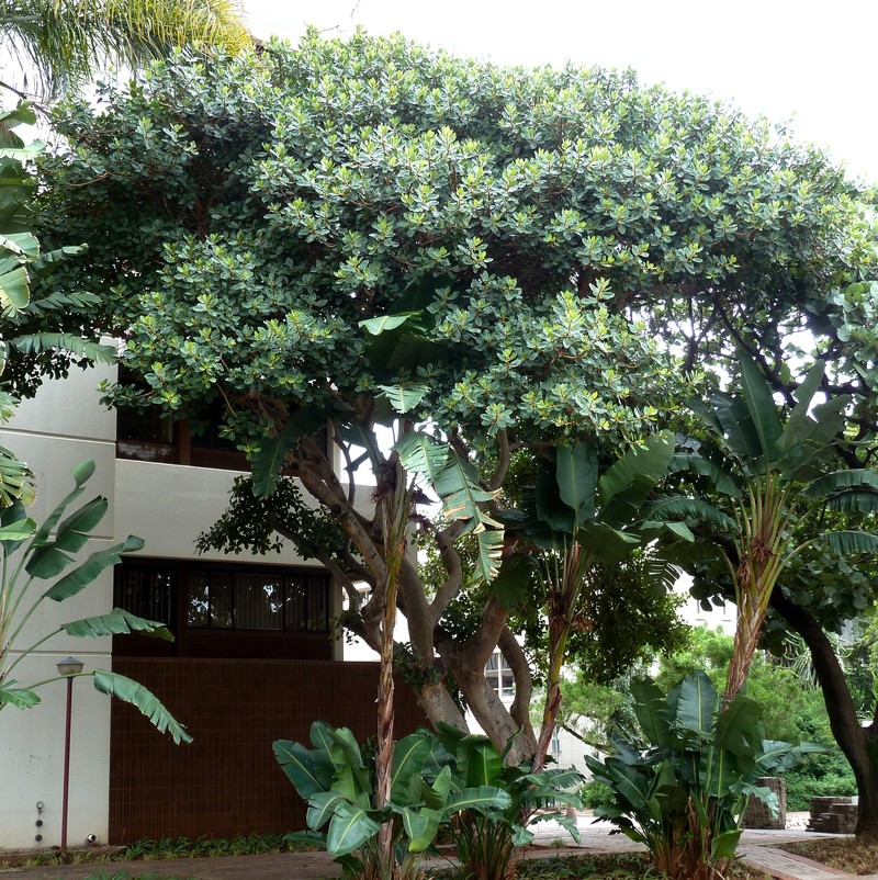 Ficus glumosa