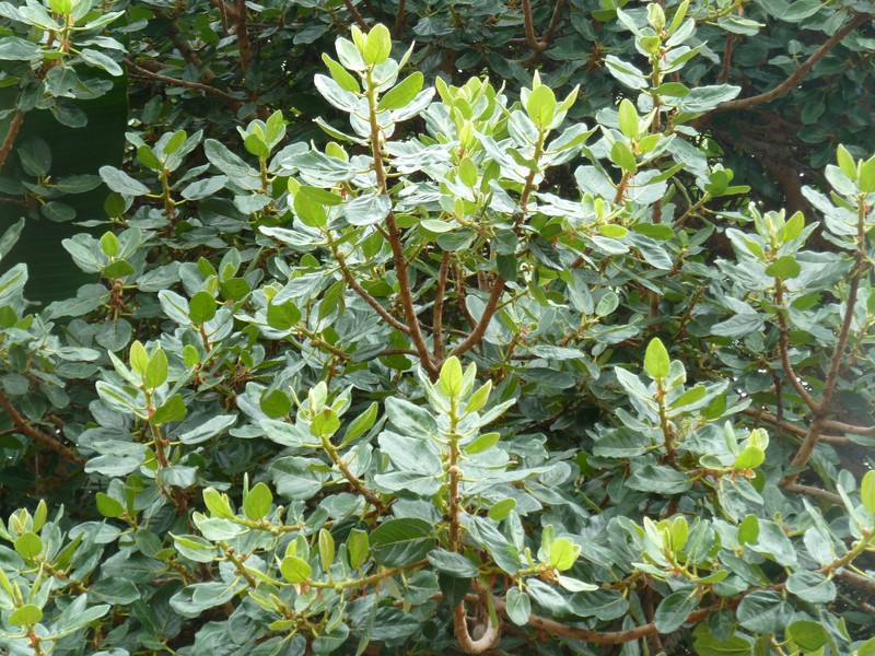 Ficus glumosa photo 2