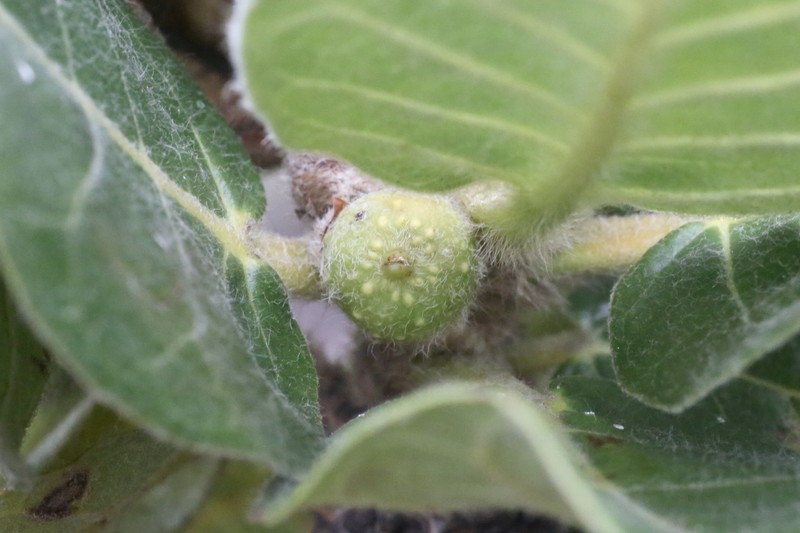 Ficus glumosa photo 3