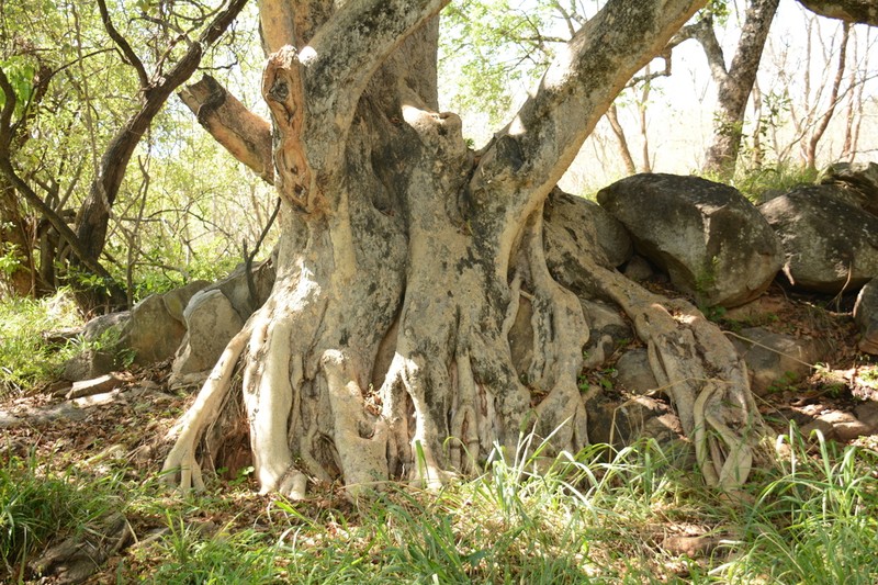 Ficus glumosa photo 4