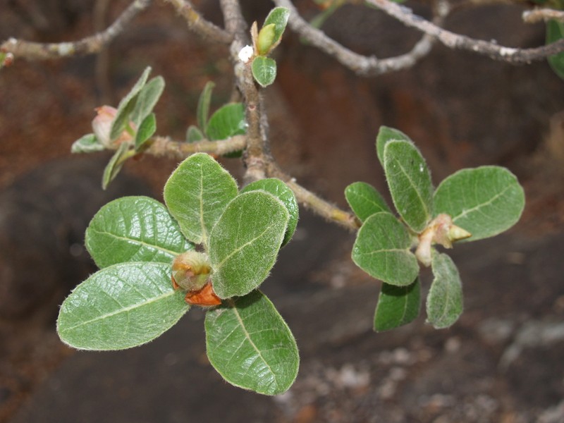 Ficus glumosa photo 5
