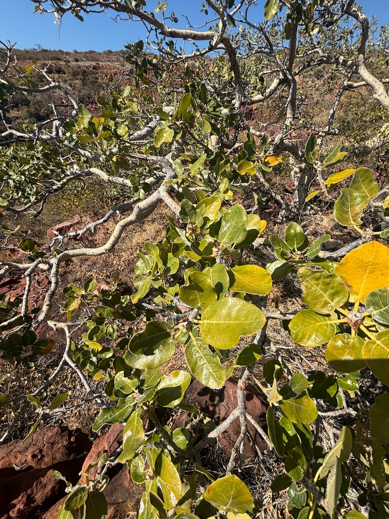 Ficus glumosa photo 6