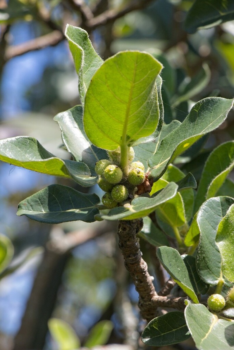 Ficus glumosa photo 7