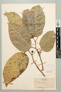 Fig