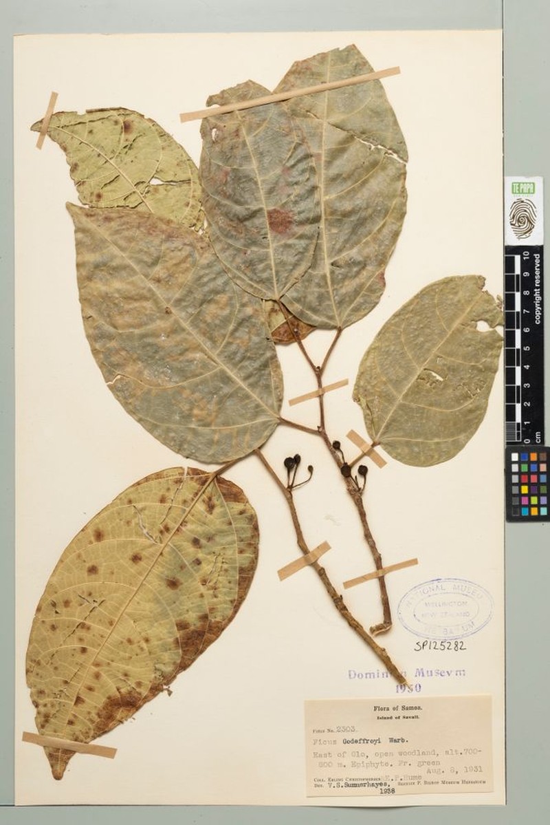 Fig