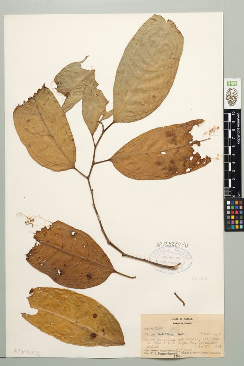 Fig photo 2