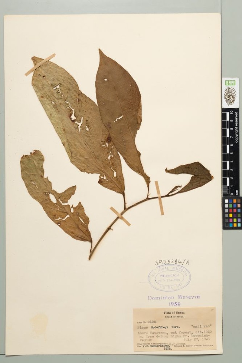 Fig photo 3