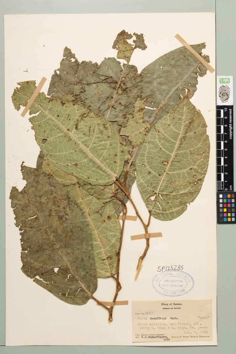 Fig photo 4
