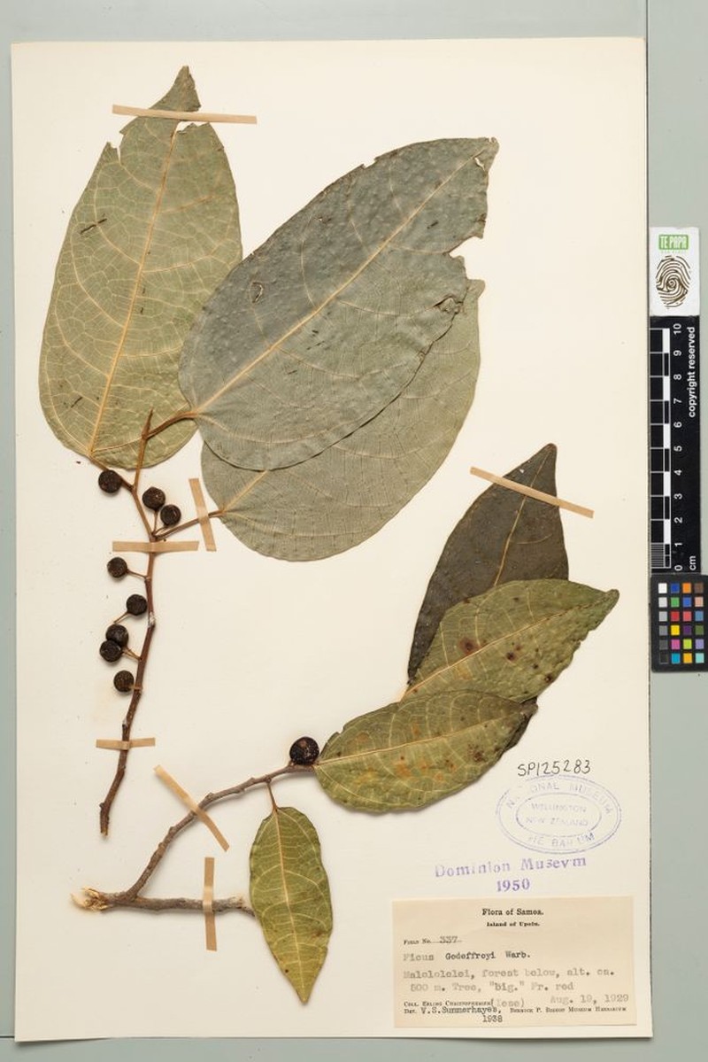 Fig photo 5