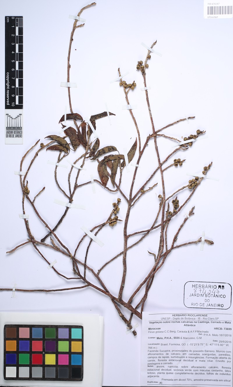 Ficus goiana