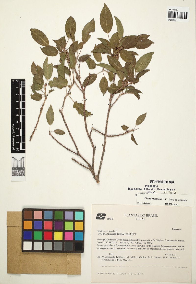 Ficus goiana photo 2