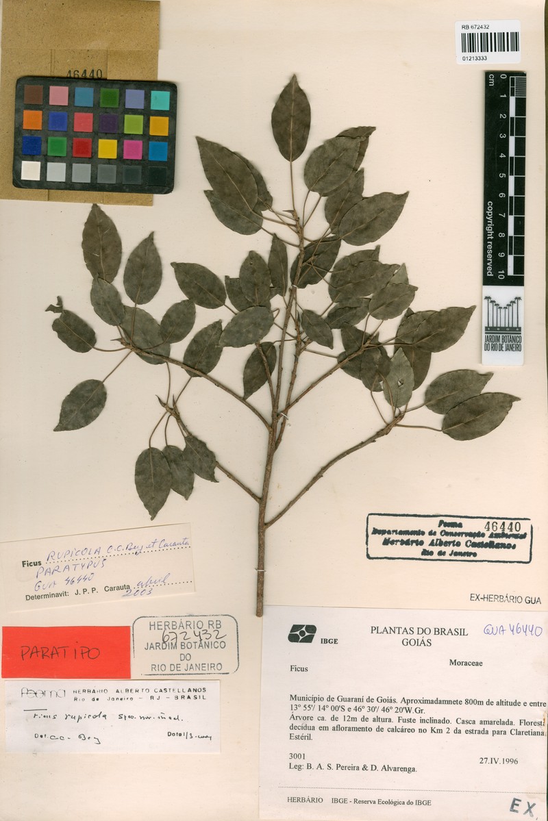 Ficus goiana photo 3