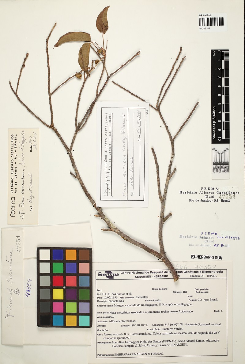 Ficus goiana photo 4
