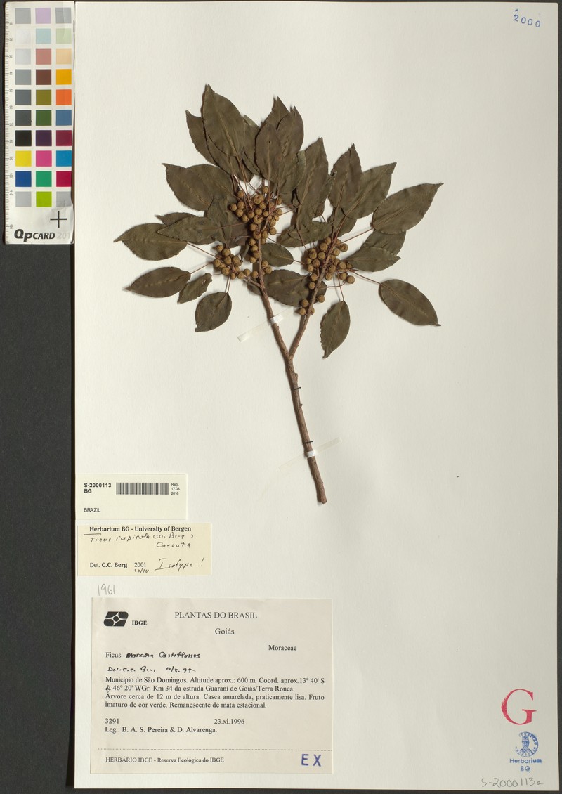 Ficus goiana photo 5