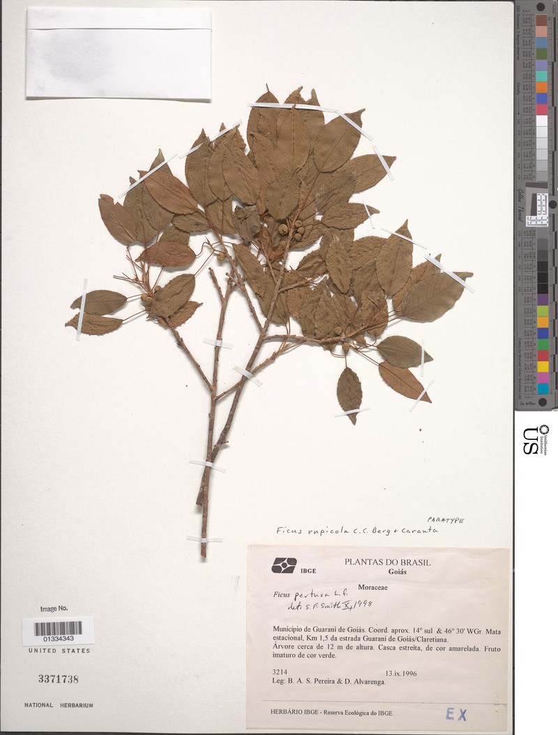 Ficus goiana photo 6