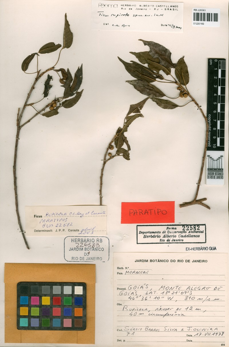 Ficus goiana photo 7