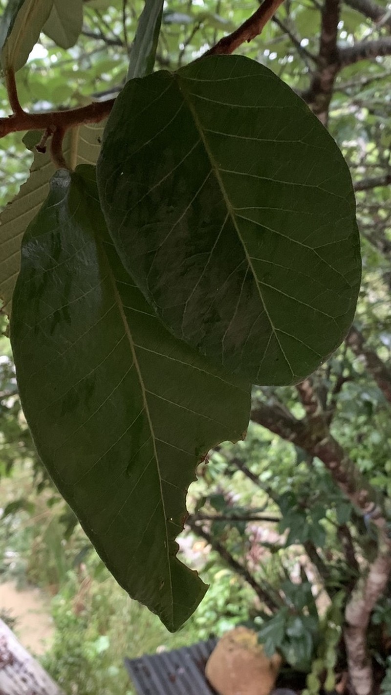 Ficus gomelleira