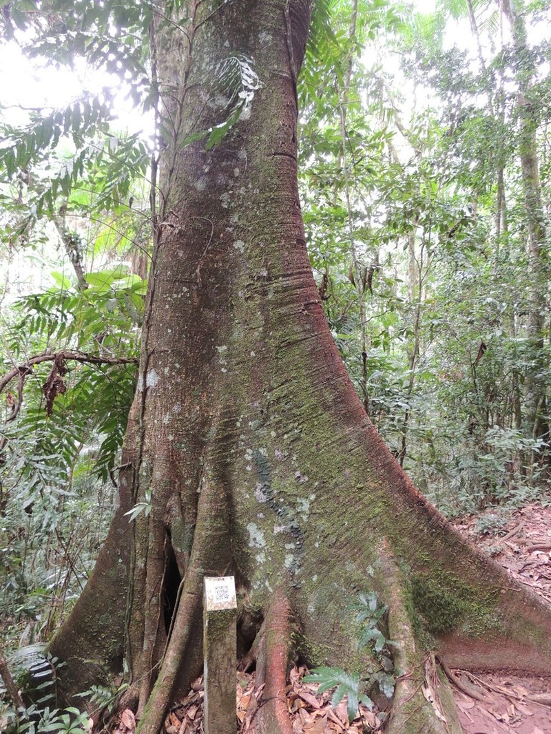 Ficus gomelleira photo 2