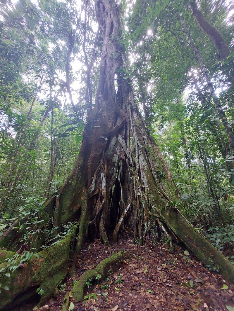 Ficus gomelleira photo 3