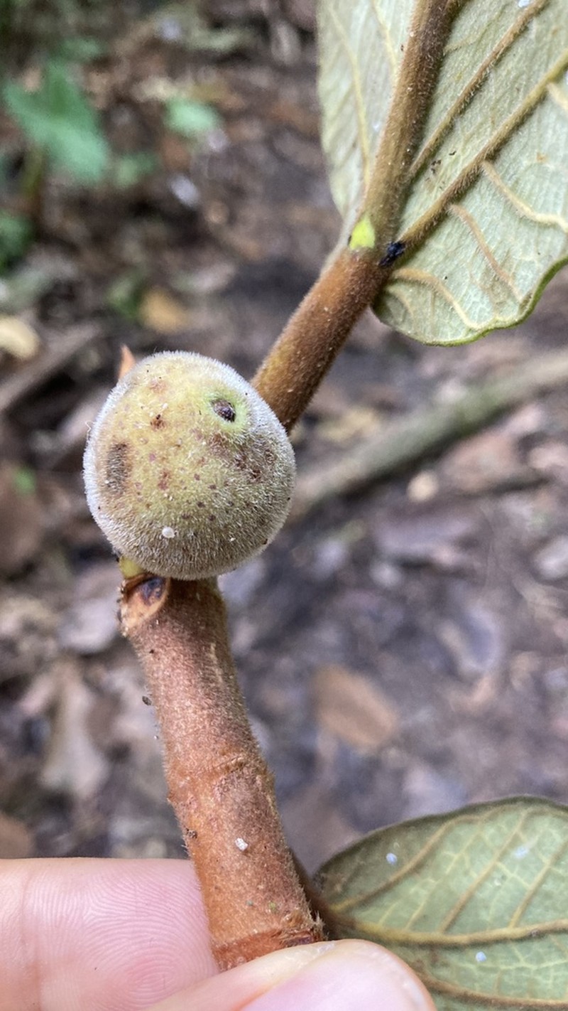 Ficus gomelleira photo 4