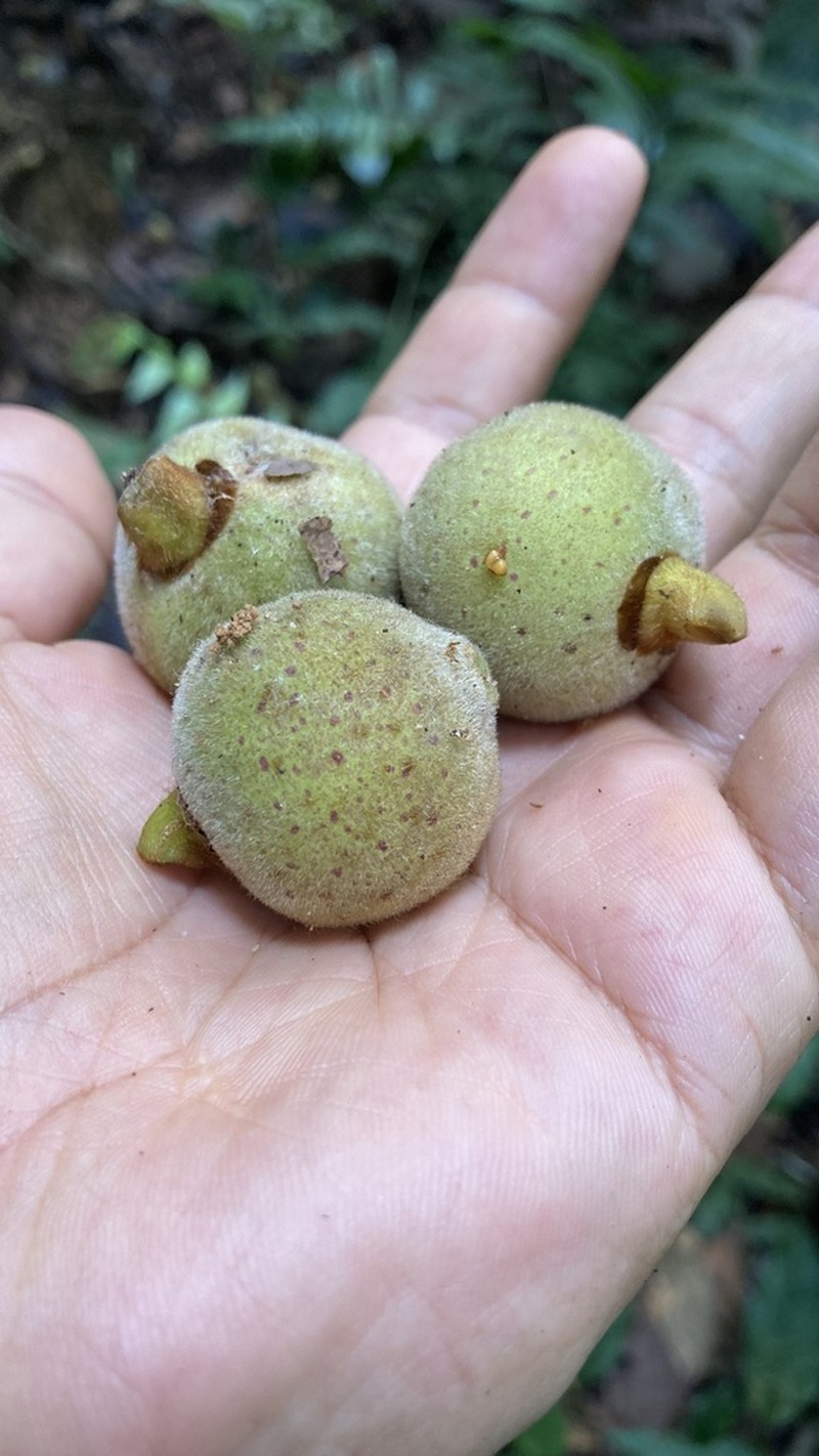 Ficus gomelleira photo 5
