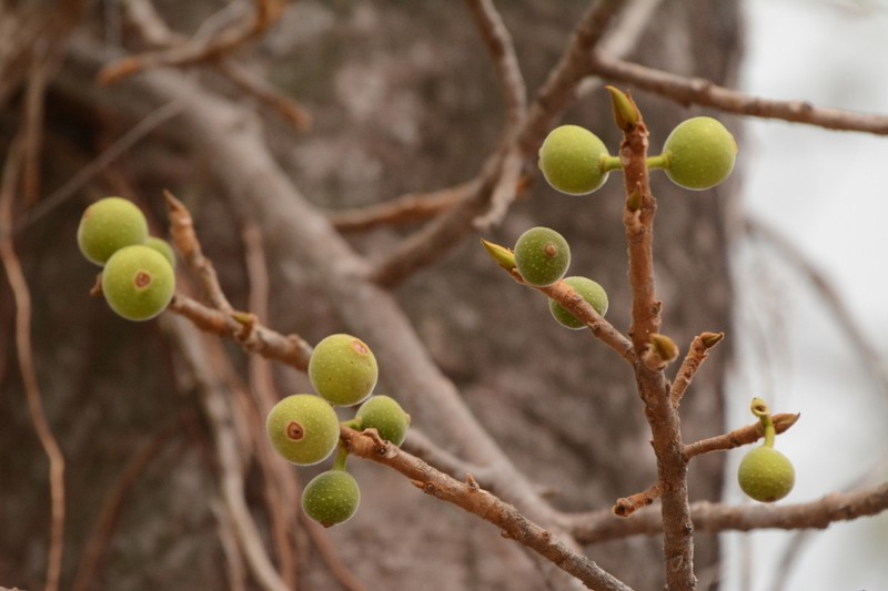 Ficus gomelleira photo 6