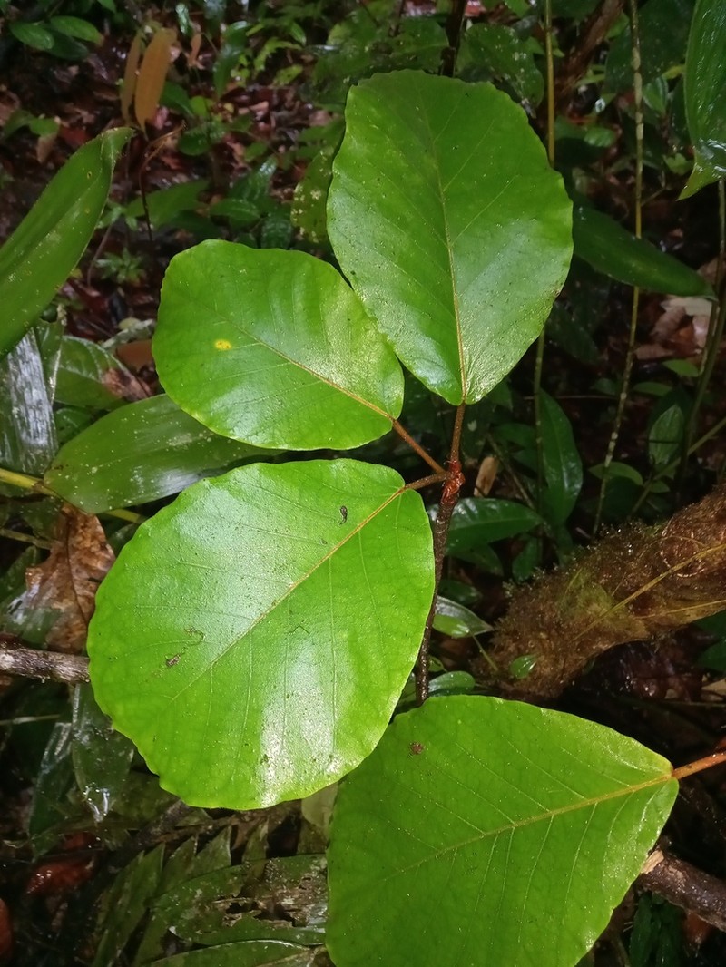 Ficus gomelleira photo 7