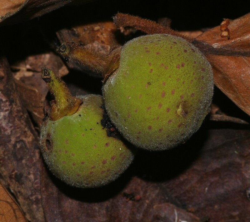 Ficus gomelleira photo 8