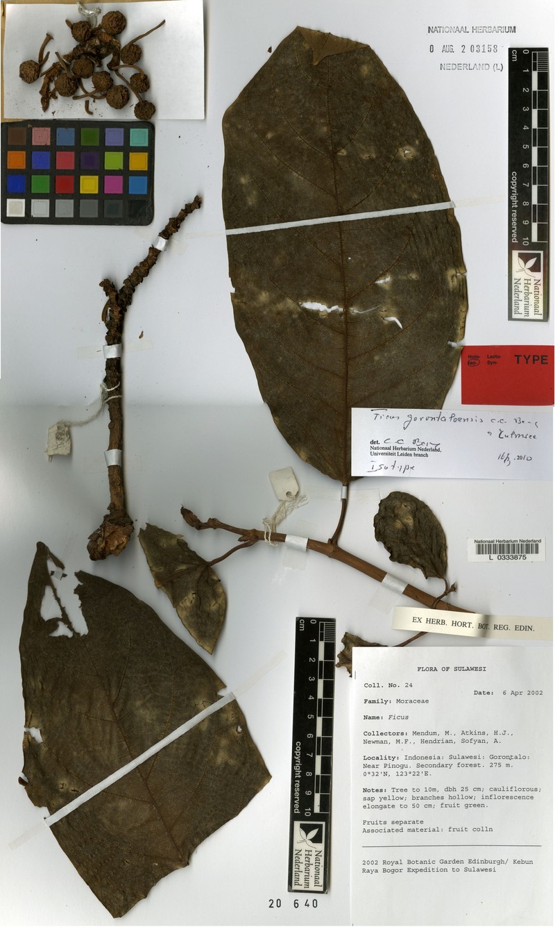 Ficus gorontaloensis